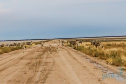 NAM_Etosha National park