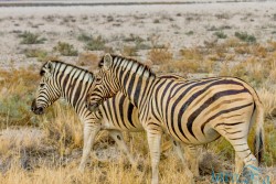 NAM_Etosha National park