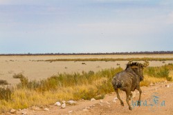 NAM_Etosha National park