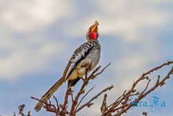 NAM_Etosha National park