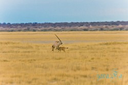 NAM_Etosha National park