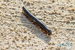 NAM_Etosha National park
