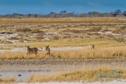 NAM_Etosha National park