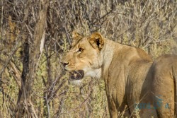 NAM_Etosha National park