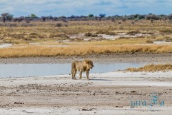 NAM_Etosha National park