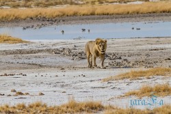 NAM_Etosha National park