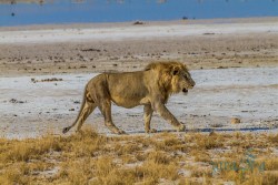 NAM_Etosha National park
