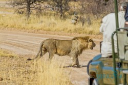 NAM_Etosha National park