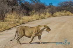 NAM_Etosha National park