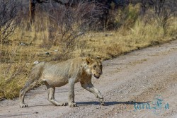NAM_Etosha National park