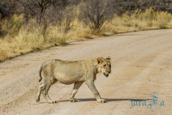 NAM_Etosha National park