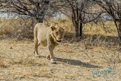 NAM_Etosha National park