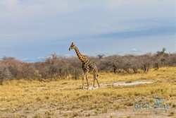 NAM_Etosha National park