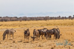 NAM_Etosha National park