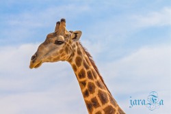 NAM_Etosha National park
