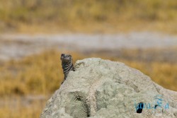 NAM_Etosha National park