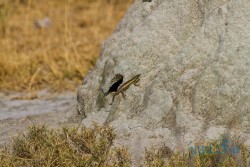 NAM_Etosha National park