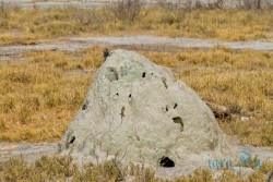 NAM_Etosha National park