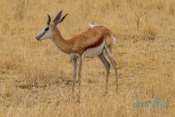 NAM_Etosha National park