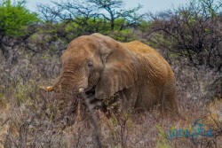 NAM_Etosha National park