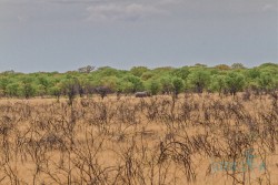 NAM_Etosha National park