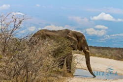 NAM_Etosha National park