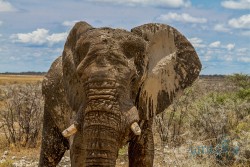 NAM_Etosha National park