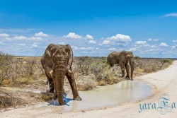 NAM_Etosha National park