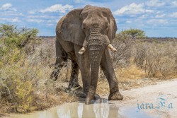 NAM_Etosha National park