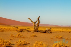 NAM_Sossusvlei