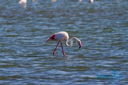 NAM_Walvis Bay