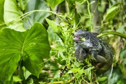Panama_Jezero Gatůn