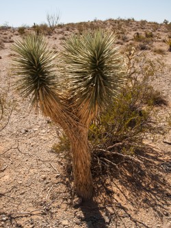 US_Z Las Vegas na Grand Canyon