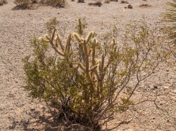 US_Z Las Vegas na Grand Canyon
