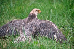 Raroh 200818 06.jpg
