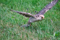 Raroh 200818 18.jpg