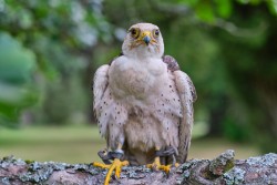 Raroh 200818 39.jpg
