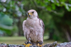 Raroh 200818 43.jpg
