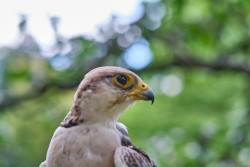 Raroh 200818 57.jpg