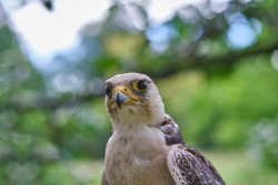 Raroh 200818 58.jpg