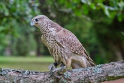 Raroh 200818 59.jpg