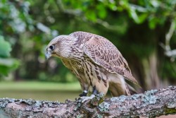 Raroh 200818 60.jpg