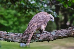 Raroh 200818 63.jpg